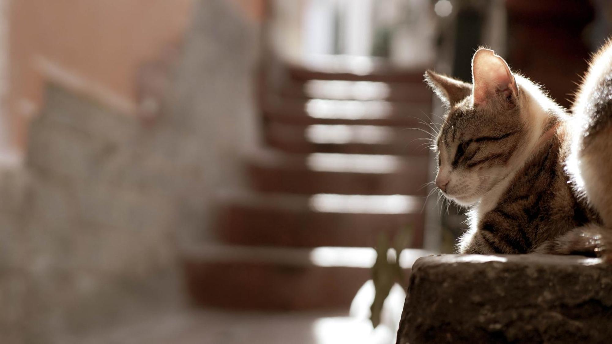 Apartamento Casa Nel Borgo Dei Gatti Cetara Exterior foto