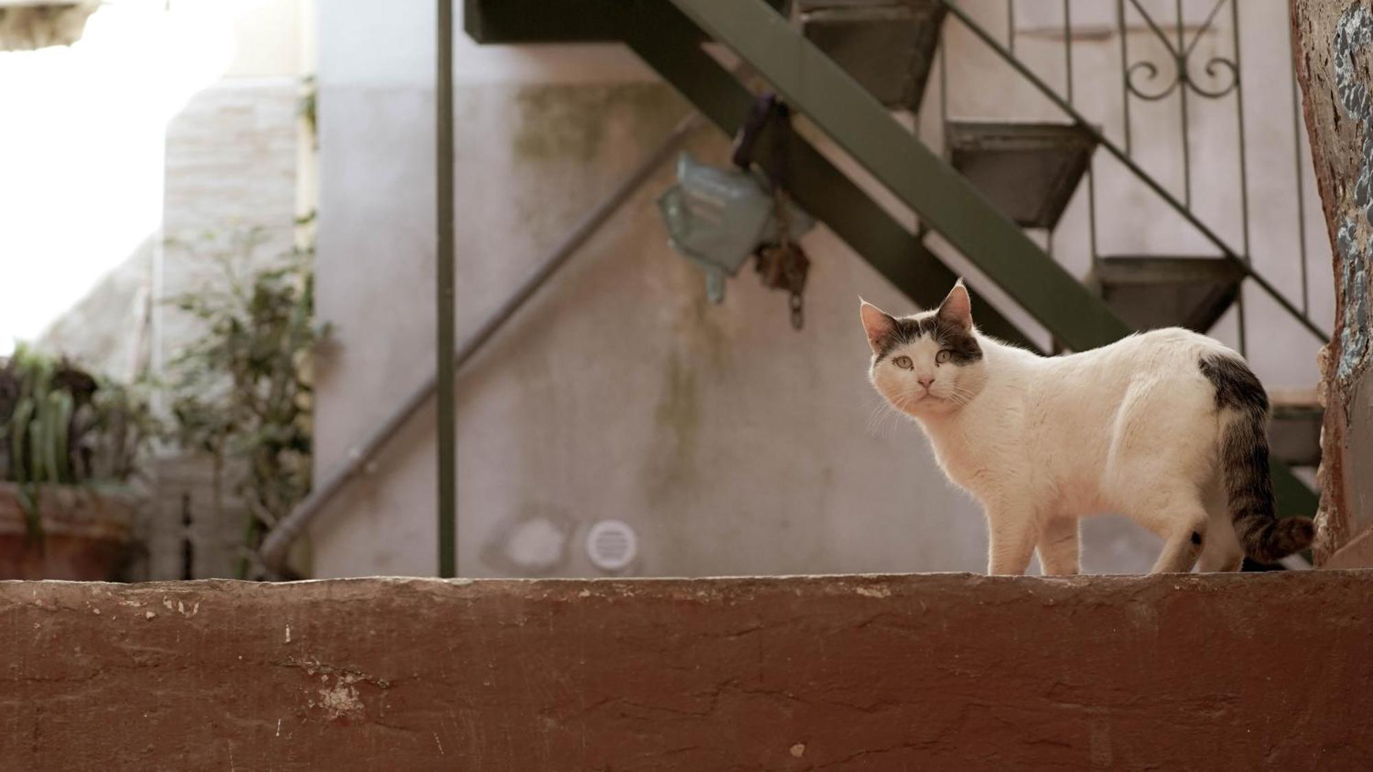 Apartamento Casa Nel Borgo Dei Gatti Cetara Exterior foto